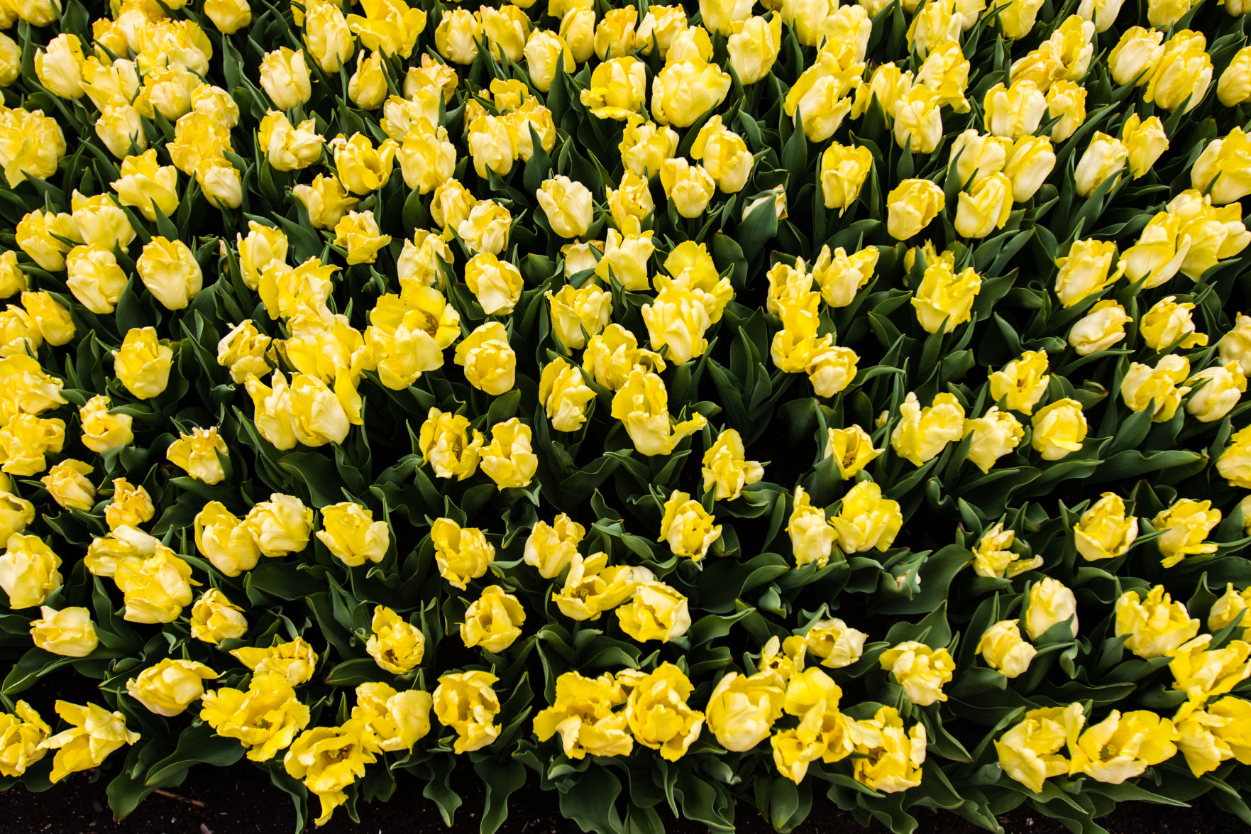 84th ANNUAL TULIP TIME